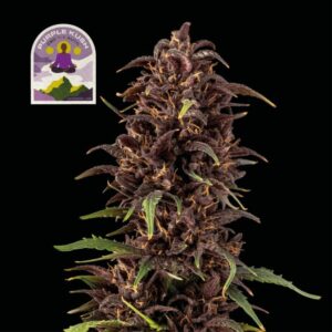 Purple Kush CBD 1:1 Auto