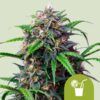 Purple Lemonade Auto (Royal Queen Seeds)
