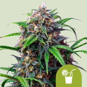 Purple Lemonade Auto (Royal Queen Seeds)