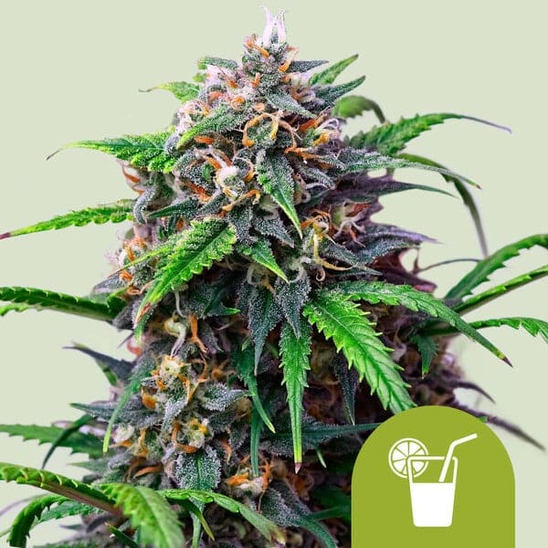 Purple Lemonade Auto (Royal Queen Seeds)