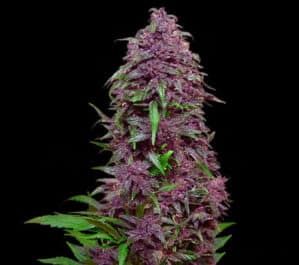 Purple Mazar Auto
