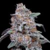 Purple People Eater Auto (DNA Genetics Seeds)