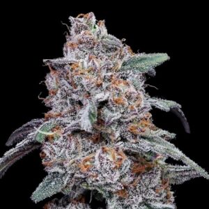Purple People Eater Auto (DNA Genetics Seeds)
