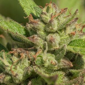 Purple Punch (Atlas)
