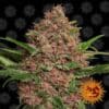 Purple Punch Auto (Barney´s Farm)