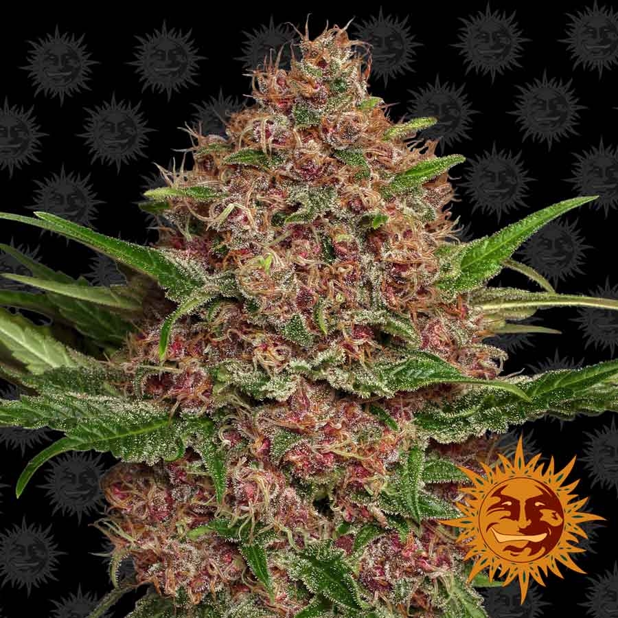 Purple Punch Auto (Barney´s Farm)