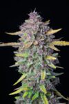 Purple Punch Auto (FastBuds)