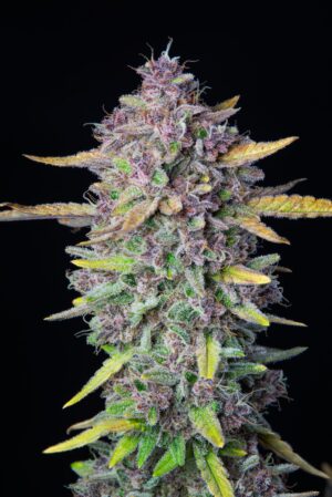 Purple Punch Auto (FastBuds)