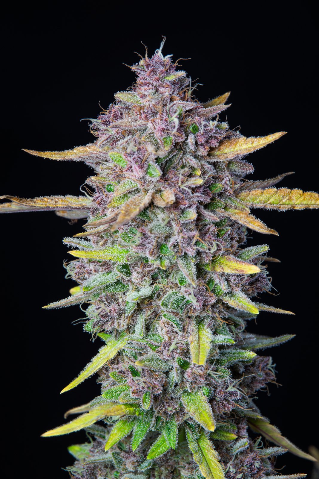 Purple Punch Auto (FastBuds)