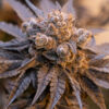 Purple Punch Auto (High Speed Buds)