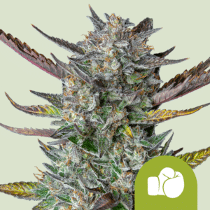Purple Punch Automatic