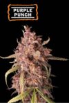Purple Punch Auto (Seedstockers)