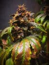 Purple Punch Auto (Tastebudz Seeds)