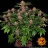 Purple Punch (Barney´s Farm)