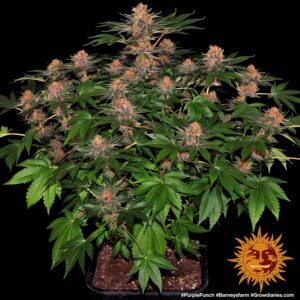 Purple Punch (Barney´s Farm)