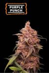 Purple Punch (Seedstockers)