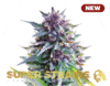 Purple Punch (Super Strains)