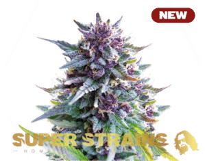 Purple Punch (Super Strains)
