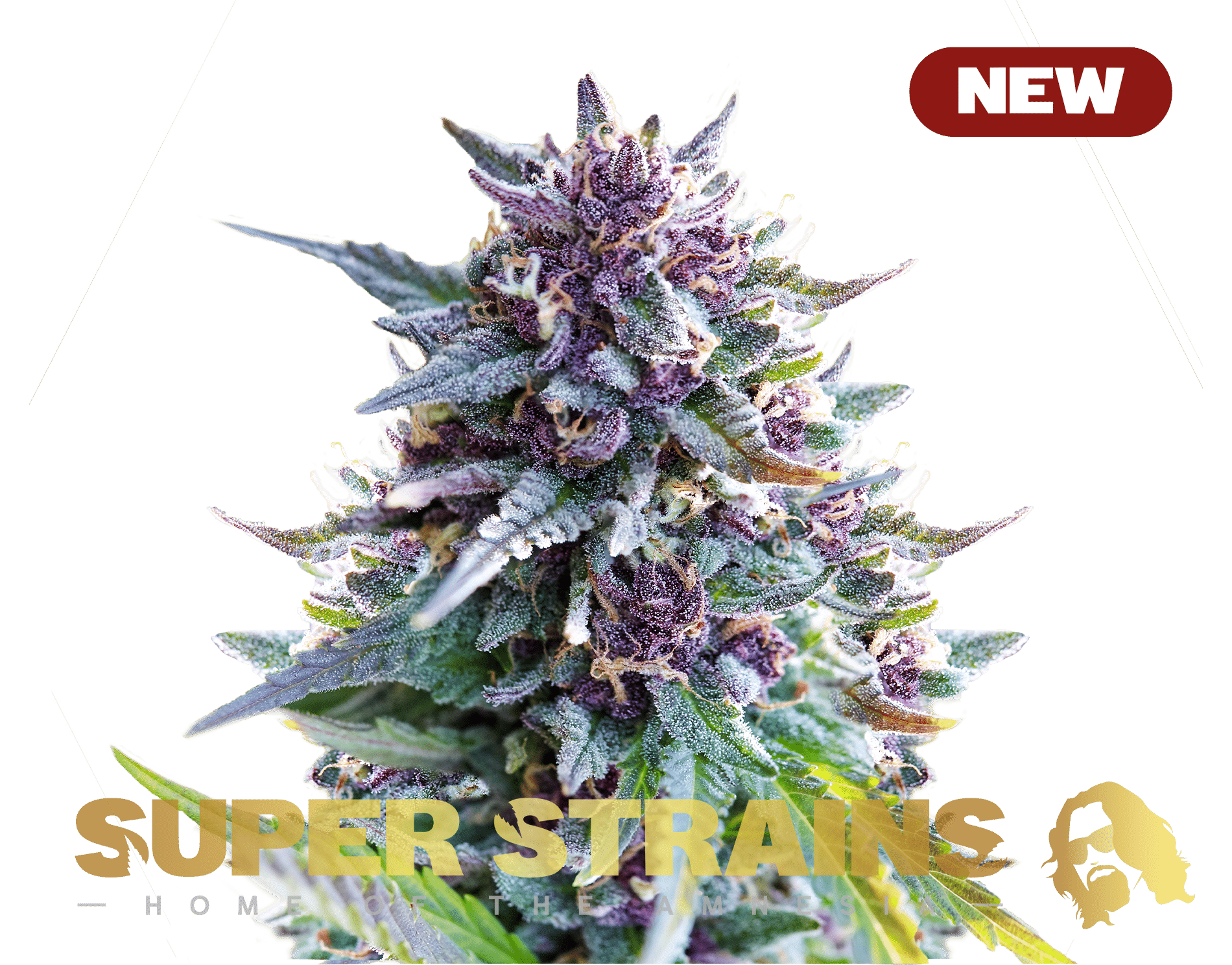 Purple Punch (Super Strains)