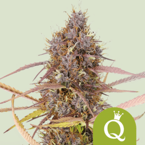 Purple Queen Automatic