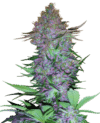 Purple Skunk Auto
