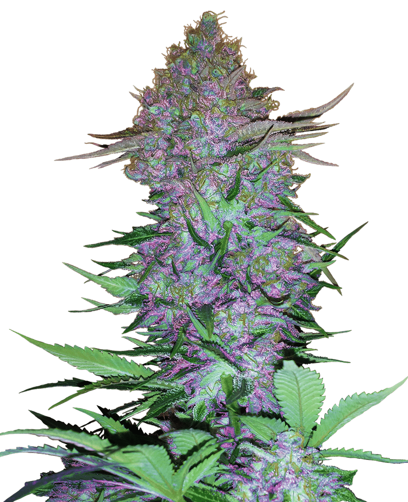 Purple Skunk Auto