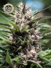 Purple Thai