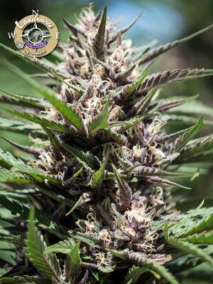 Purple Thai