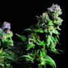 Purple Urkle