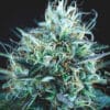 Purple Urkle x Blue Pyramid (Gold Line)