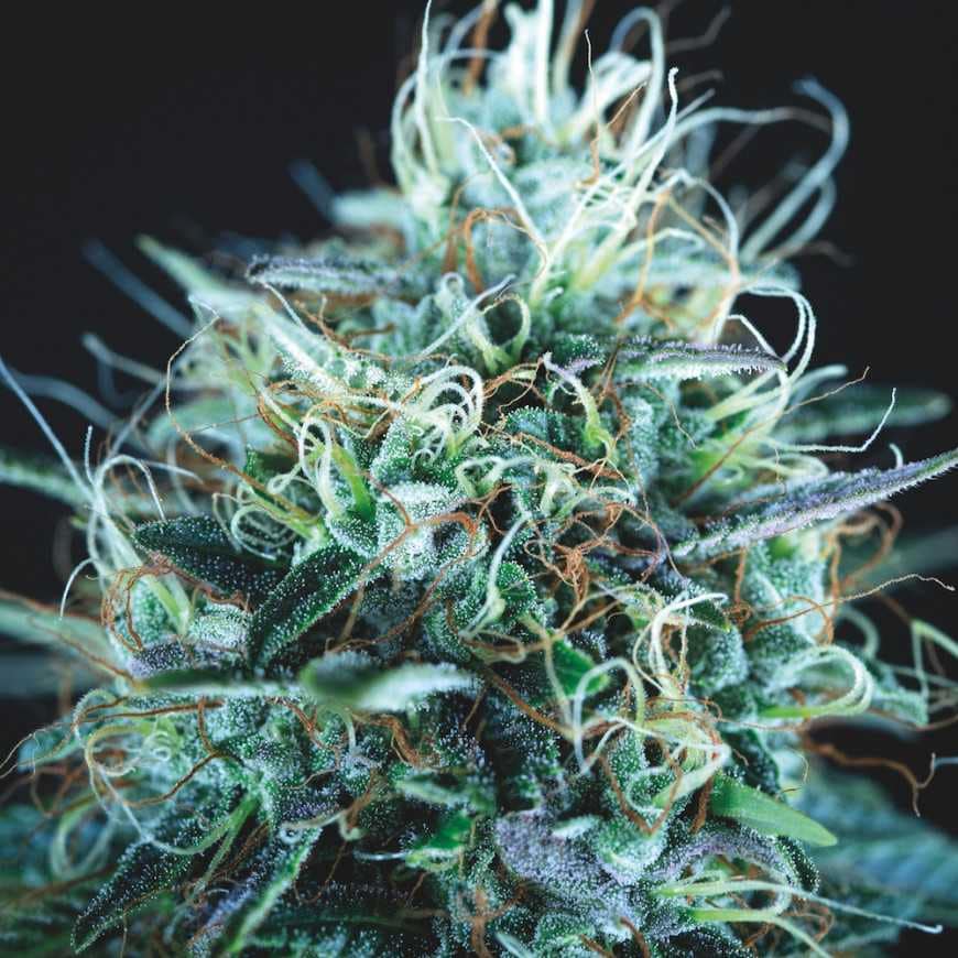 Purple Urkle x Blue Pyramid (Gold Line)