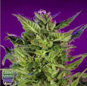 Purple Valley OG Reg.