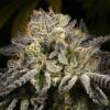 Purp Skurp