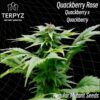 Quackberry Rose Reg.