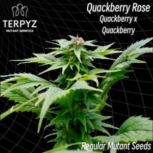Quackberry Rose Reg.