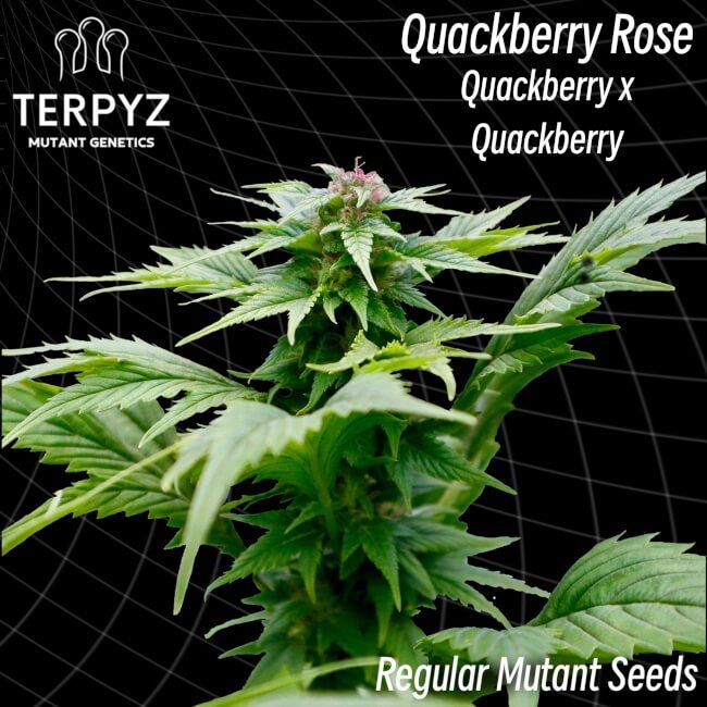 Quackberry Rose Reg.