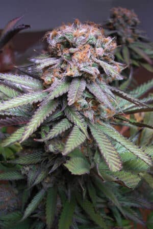 Querkle Reg.