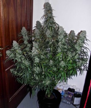 Quick Flowering THC