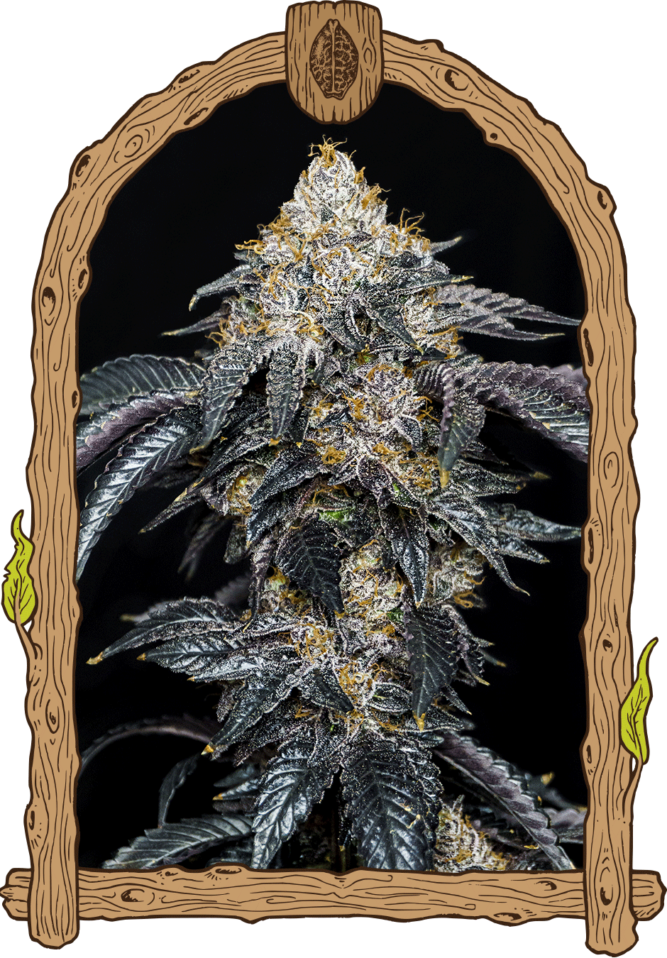 Quicklato Sherbet