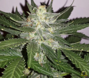 Radical Auto