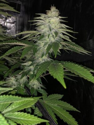 Rainbow Glue