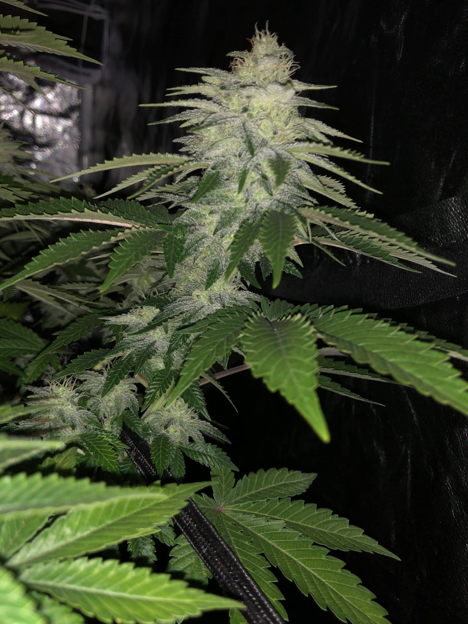 Rainbow Glue