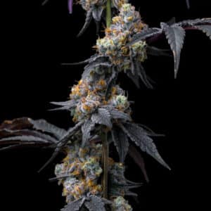 Rainbow Sherbet (Barney’s Farm)