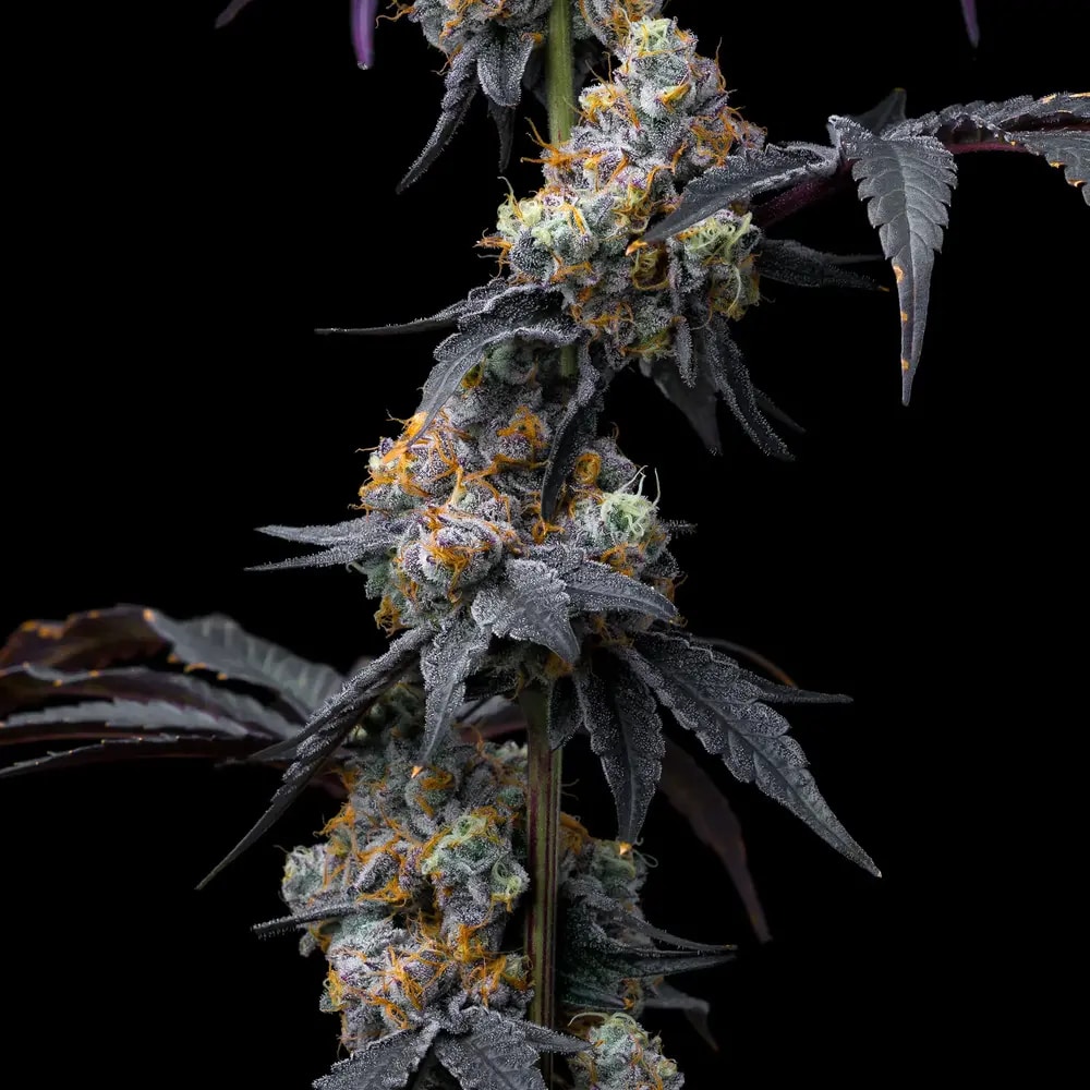 Rainbow Sherbet (Barney’s Farm)