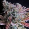 Raspberry Cough Auto (Nirvana Seeds)