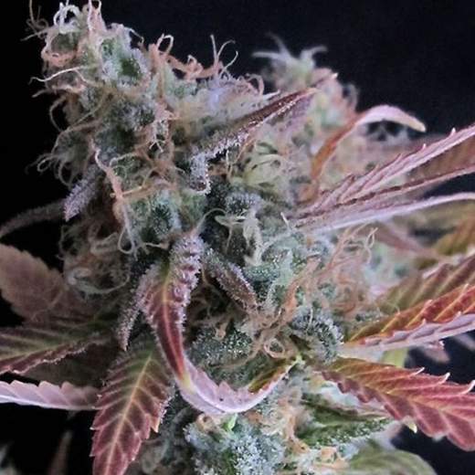 Raspberry Cough Auto (Nirvana Seeds)