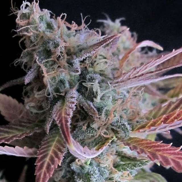 Raspberry Cough Reg.