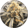 Recovery CBD