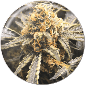 Recovery CBD
