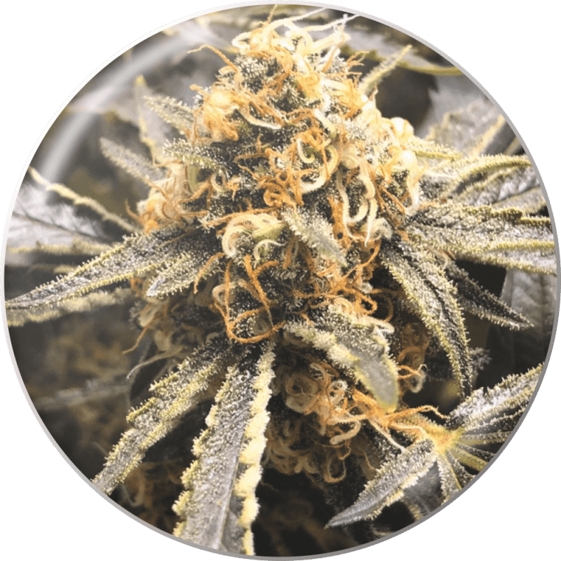 Recovery CBD
